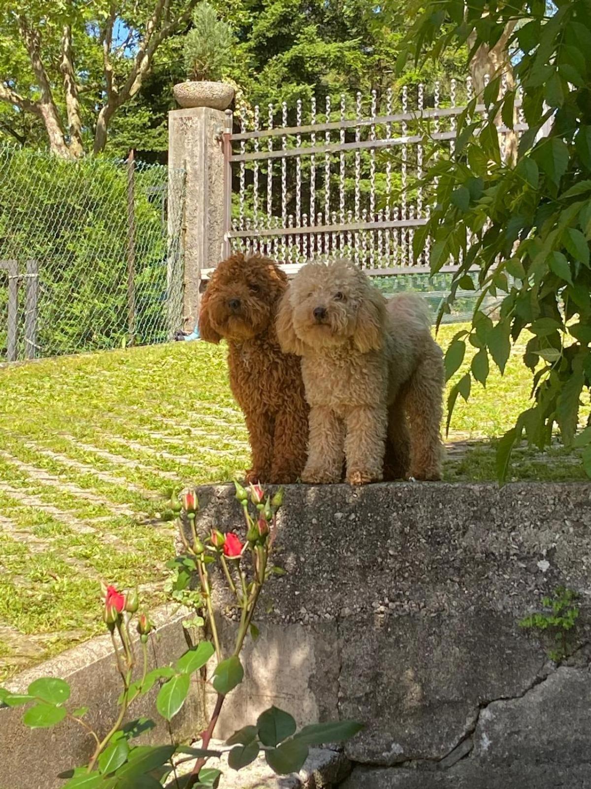 Casa Bosco Lägenhet Levico Terme Exteriör bild